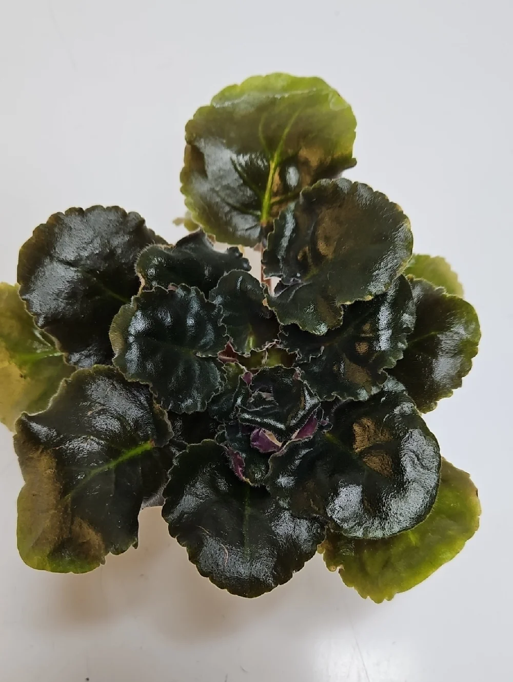 AB AUTUMN FOREST Standard African Violet